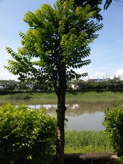 Diospyros kotoensis