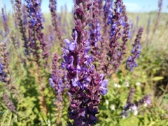 Salvia deserta