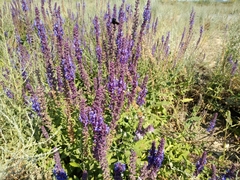 Salvia deserta