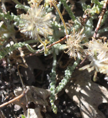 Chaenactis santolinoides