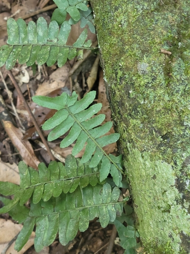 Arthropteris palisotii (Arthropteris palisotii)