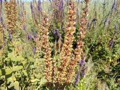 Salvia deserta