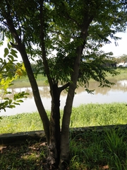 Diospyros kotoensis
