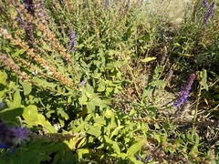 Salvia deserta