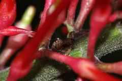 Thomisidae
