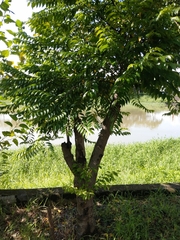 Diospyros kotoensis