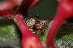 Thomisidae