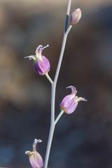 Streptanthus glandulosus glandulosus