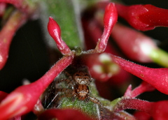 Thomisidae