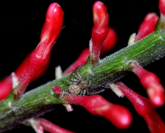 Thomisidae