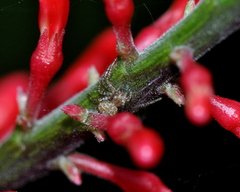 Thomisidae