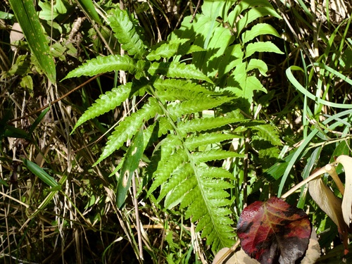 Image of Deparia japonica by (c) りなべる, some rights reserved (CC BY)