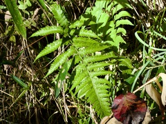 Deparia japonica, photograph (c) りなべる, some rights reserved (CC BY)