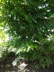 Diospyros kotoensis