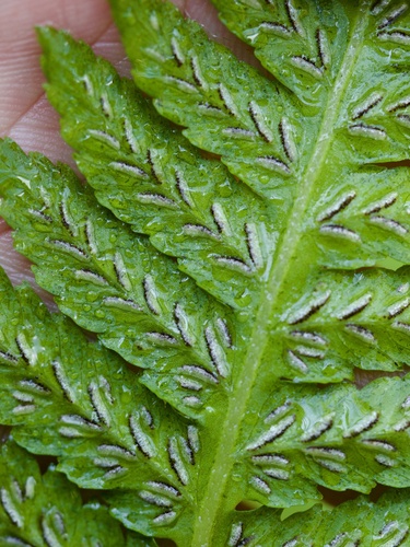 Deparia japonica, photograph 4