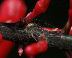 Thomisidae