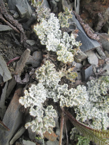 Image of Veronica dissecta by (c) Nolan Exe, some rights reserved (CC BY)
