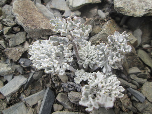 Image of Veronica dissecta by (c) Nolan Exe, some rights reserved (CC BY)