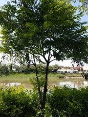 Diospyros kotoensis