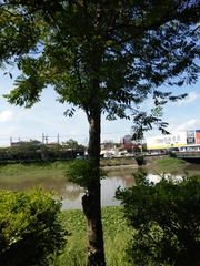 Diospyros kotoensis