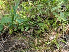 Cyperus lupulinus macilentus