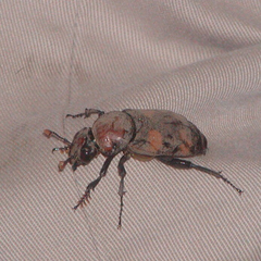 Nicrophorus americanus