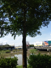 Diospyros kotoensis