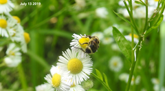 Lasiotrichius succinctus