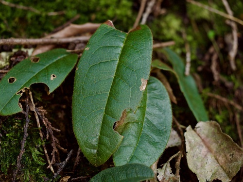 Image of Epigaea asiatica by (c) りなべる, some rights reserved (CC BY)