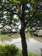 Diospyros kotoensis