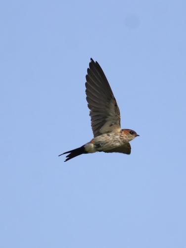 Red-rumped Swallow (Cecropis daurica)