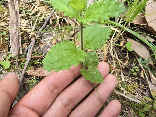 Image of Veronica calycina by (c) Josh, some rights reserved (CC BY)