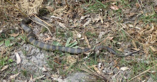 Tiger Snake sighting