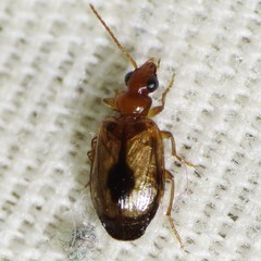 Lebia abdita