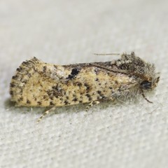 Acrolophus cockerelli