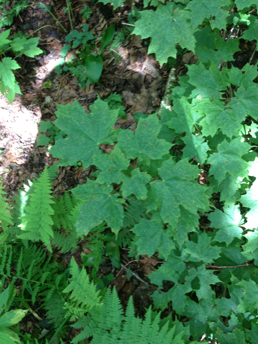 Gore Mountain Trail