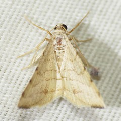 Taeniogramma octolineata