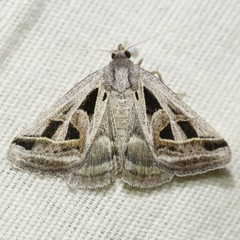 Callistege diagonalis