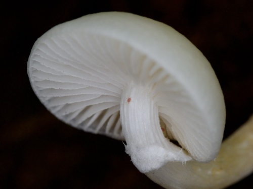 Oudemansiella mucida