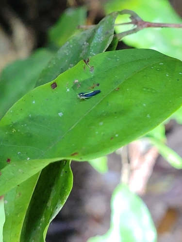 Ishidaella anemolua, 2024-11-03