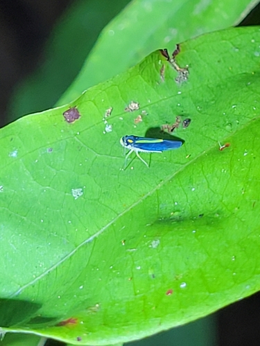 Ishidaella anemolua, 2024-11-03