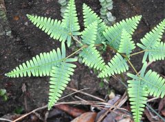 Dicranopteris linearis