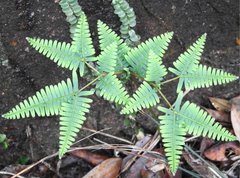 Dicranopteris linearis