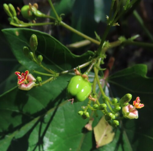 Jatropha heterophylla Tul.