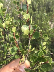 Betula glandulosa