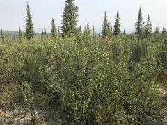 Betula glandulosa