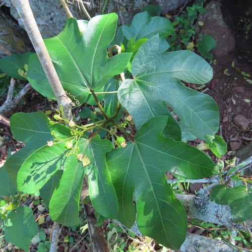 Jatropha heterophylla Tul. 2
