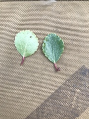 Betula glandulosa