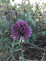 Allium sphaerocephalon