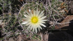 Coryphantha clavata clavata